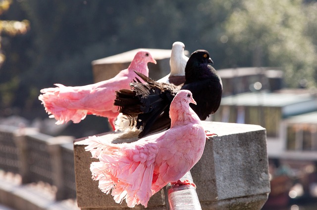 李宗盛的事 李宗盛的事